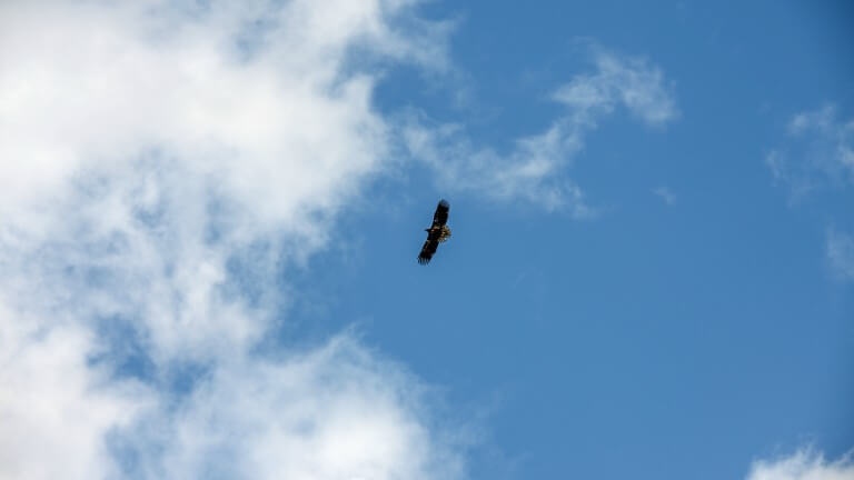 Wildlife In Killarney Wildlife Conservation Kerry Lake Hotel